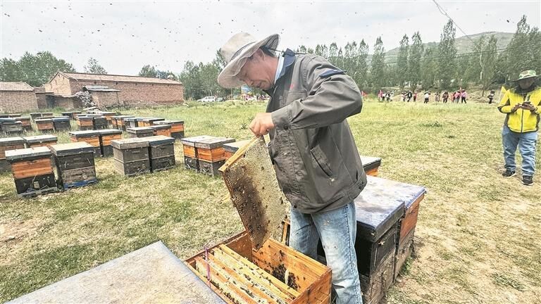 【農經觀察】一只高原蜂的產業破繭
