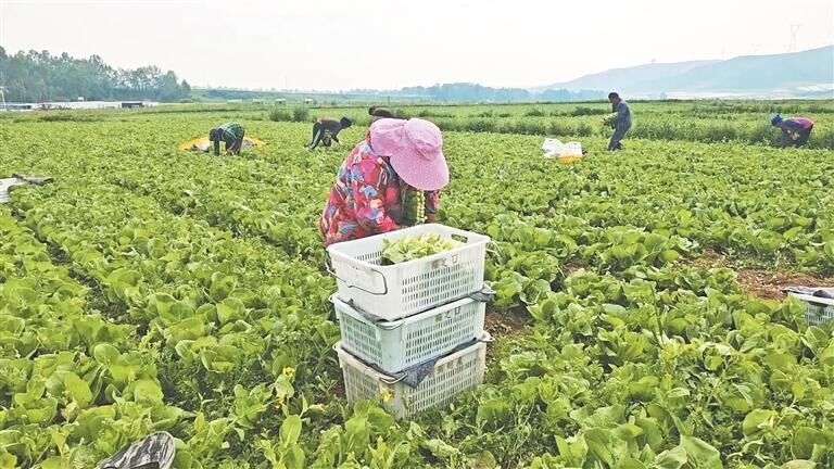 【一線故事】冷涼蔬菜的增收密碼