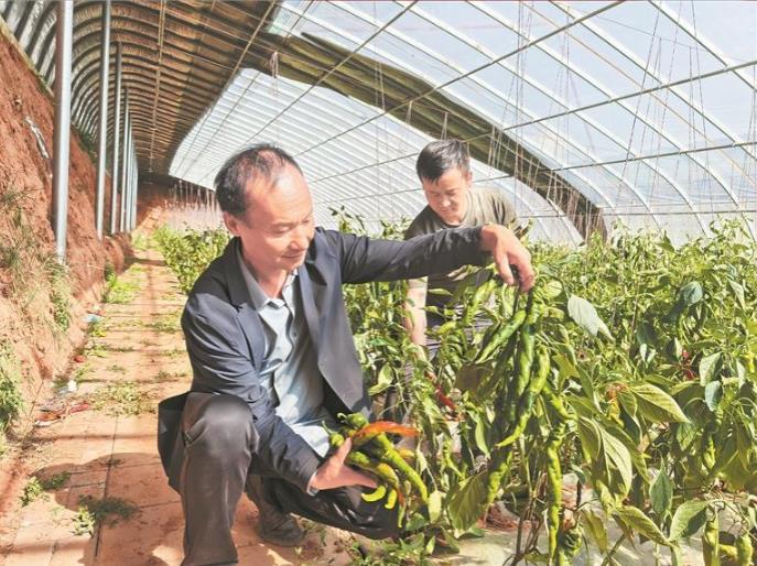 黨旗紅耀非遺韻 河湟古調(diào)唱新篇