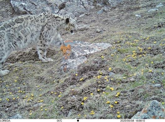 青海大通北川河源區(qū)頻現(xiàn)雪豹身影