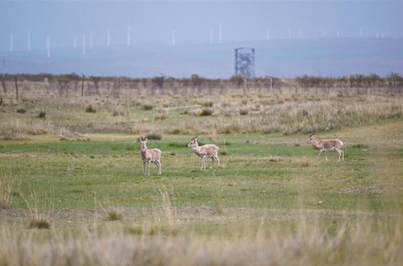 青海湖國家公園創建工作邁入新征程