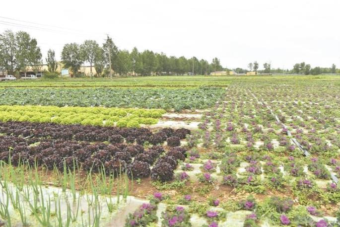 【環青觀潮涌——環青賽特刊·舊憶新說】車輪駛過來 產業旺起來