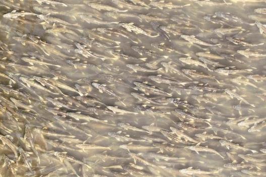 【牢記習近平總書記囑托 打造生態文明高地】49倍!湟魚“瀕危”變“易危”折射了什么