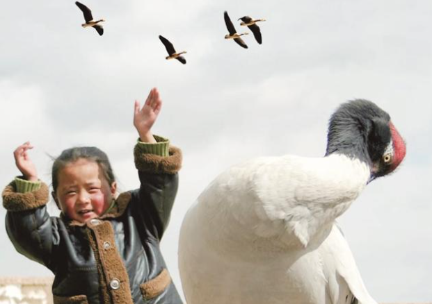 鶴舞童年:我和黑頸鶴一起長(zhǎng)大