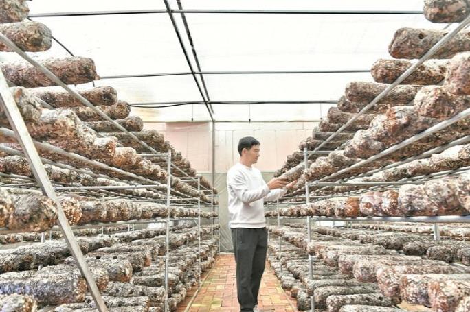 山東援手“香菇約” 海晏夏日菇飄香