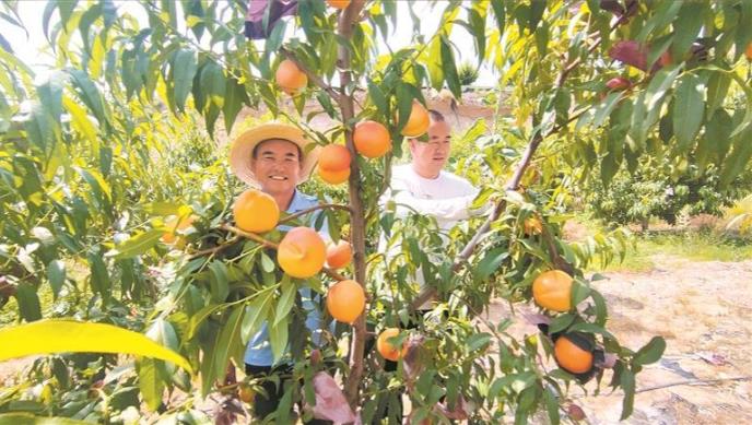 河湟谷地黃桃熟了