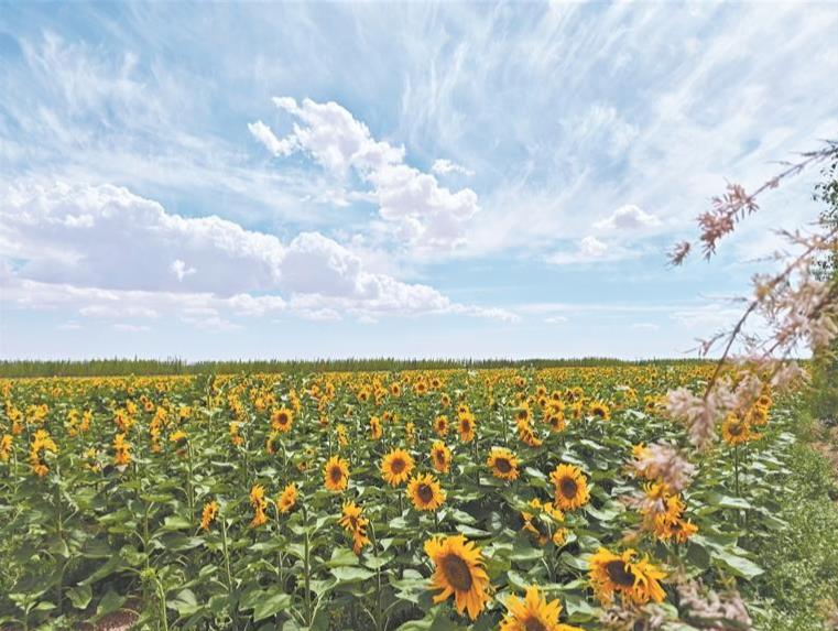 向陽花開映戈壁