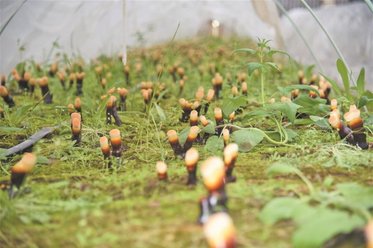 青海果洛州:瑪可河畔“菌”飄香