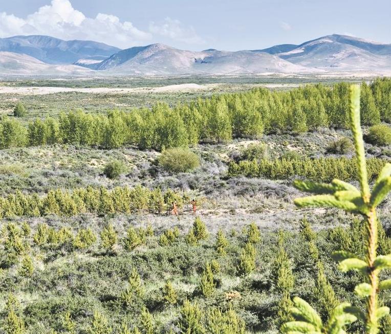 【堅定信心 實干爭先】青海海北州克土沙區:沙漠綻綠護生態