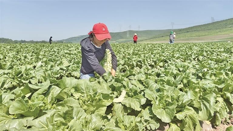 【年中經(jīng)濟(jì)微觀察】從高原到大灣區(qū) 青海菜薹熱銷背后的冷涼密碼