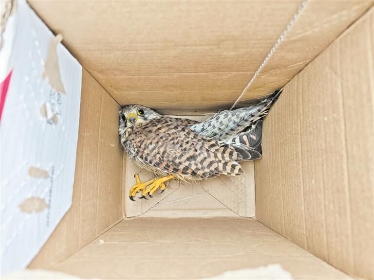 湟中警民合力救助受傷紅隼