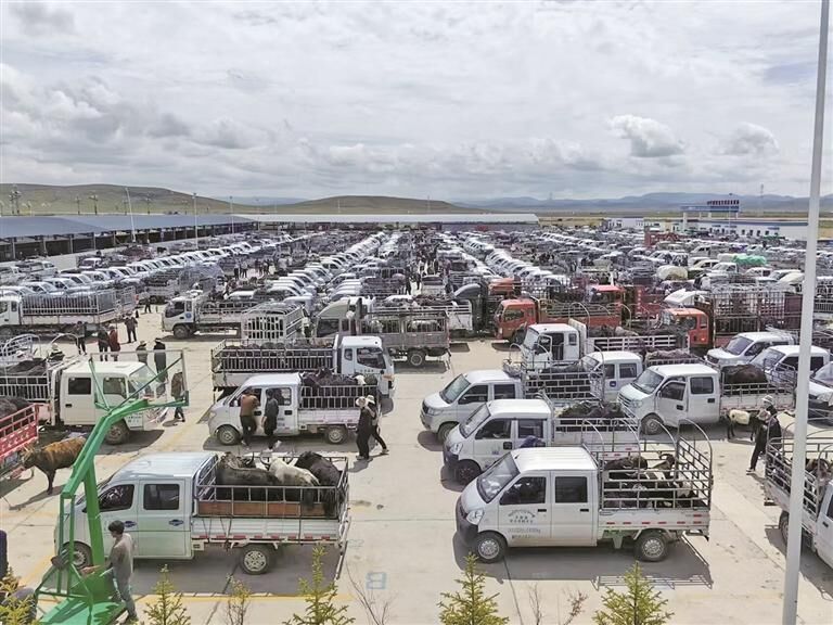 日交易額突破1000萬元 青海省河南縣活畜交易集散中心迎來交易熱