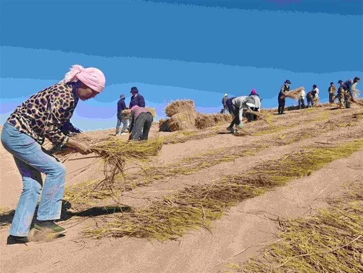 瀚海植綠筑屏障 青海“綠色長龍”保高原生態(tài)