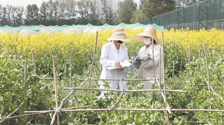 【經濟聚焦】高原“種業考官”:為植物新品種驗明身份