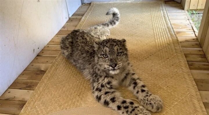 再創奇跡!雪豹幼崽凌小芒成功救護