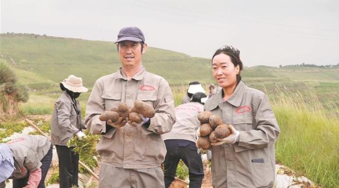 【堅(jiān)定信心 實(shí)干爭(zhēng)先】青海海東市平安區(qū):黑土豆豐收