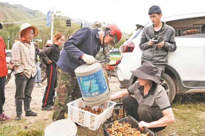 【鄉村振興在青海】山野里的“致富傘”
