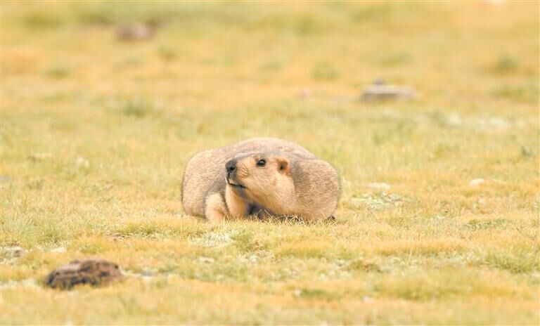 濕地如畫 鶴鳴生機