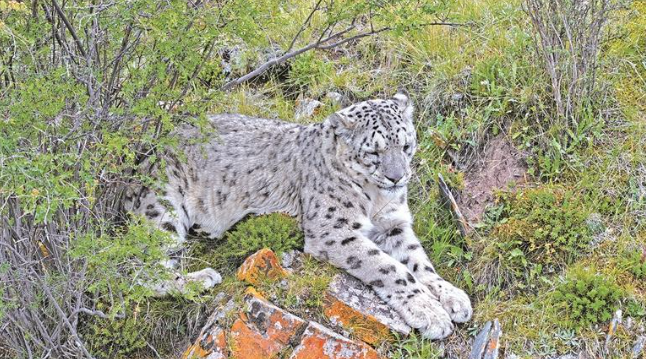 護林員江文江措與雪豹的4次奇遇