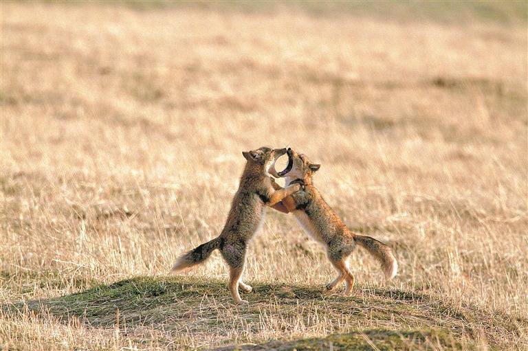 【家住黃河源】黃河岸邊的動物朋友們