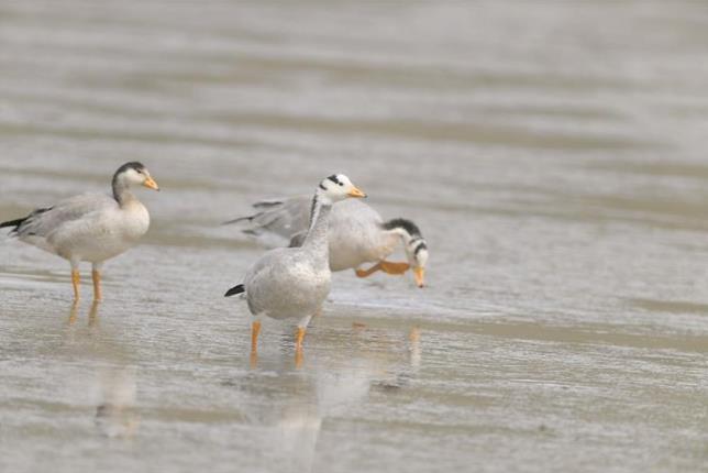 三江之源 生靈家園
