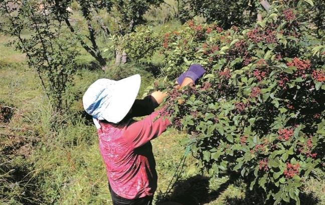 青海海南州:花椒飄香能致富