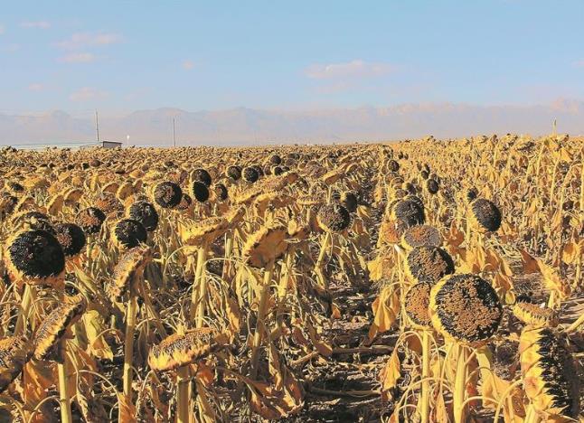 青海德令哈:戈壁萬畝食葵繪豐收