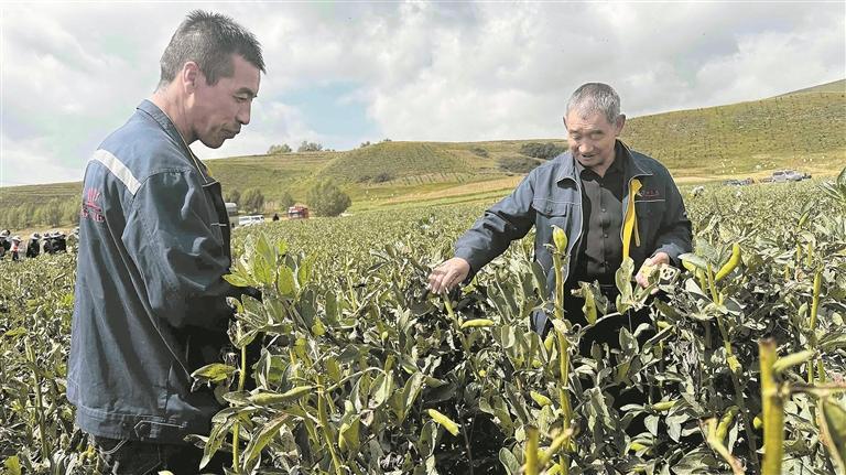 查看鮮食蠶豆長(zhǎng)勢(shì)。
