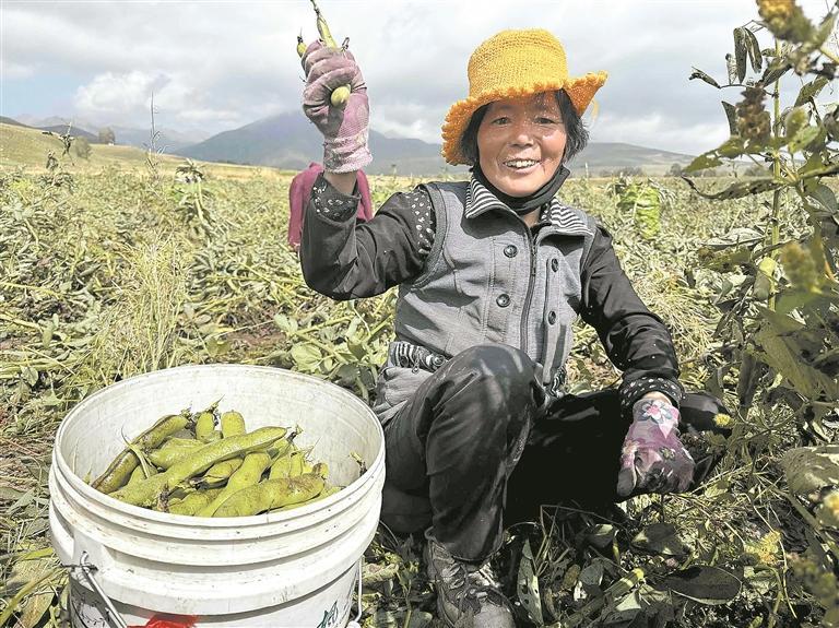 【慶農(nóng)業(yè)豐收 享美好生活】高原“金豆豆” 增收“致富豆”