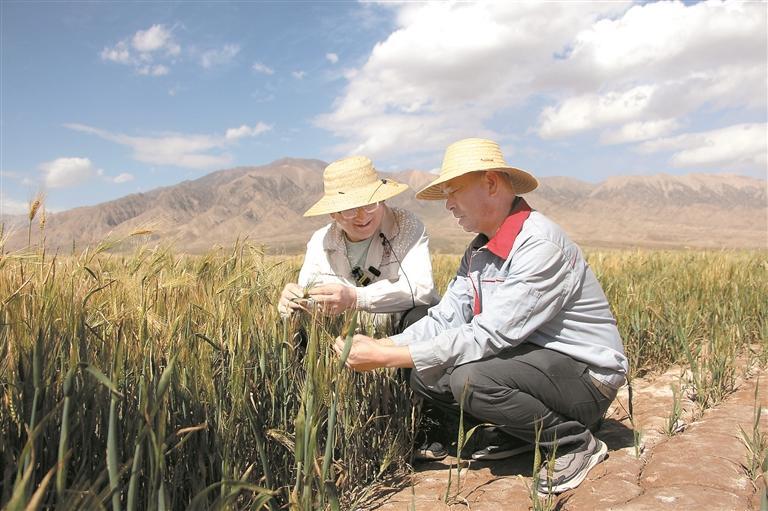 【慶農(nóng)業(yè)豐收 享美好生活】戈壁鹽堿灘 青稞迎豐收