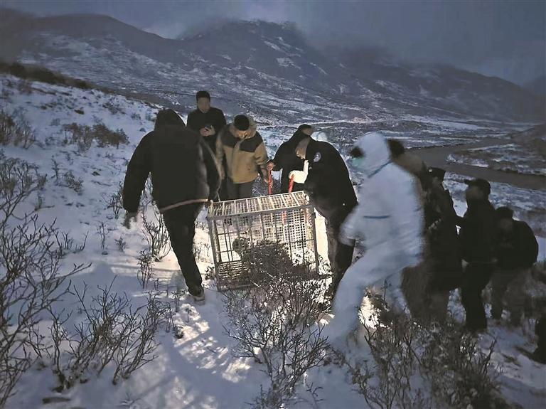 【家住黃河源】牽掛雪豹“凌小芒”