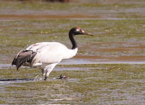 青海澤庫縣筑牢生態(tài)屏障 繪就綠色發(fā)展新圖景