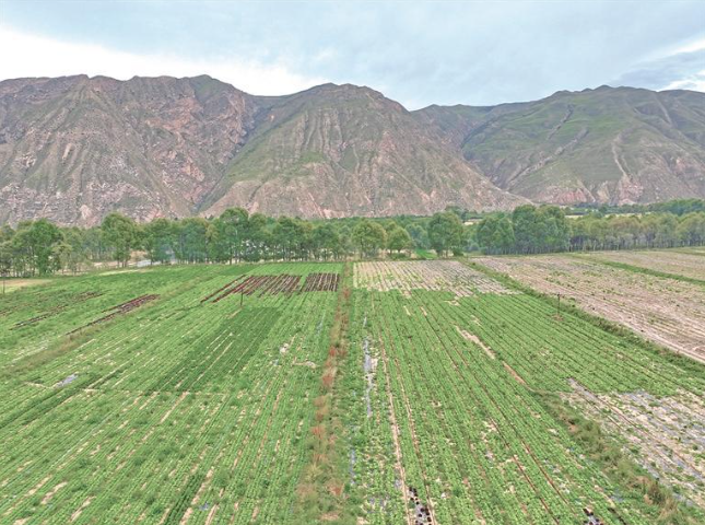 “冷”蔬菜 “熱”產業