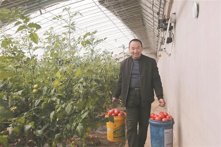 陶達德采摘西紅柿。