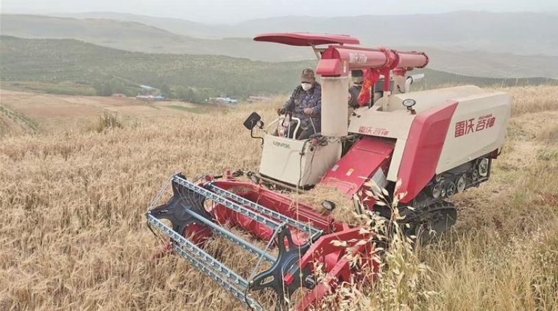 【鄉村振興在青海】大通:金色沃野豐收景 現代農業奮進路