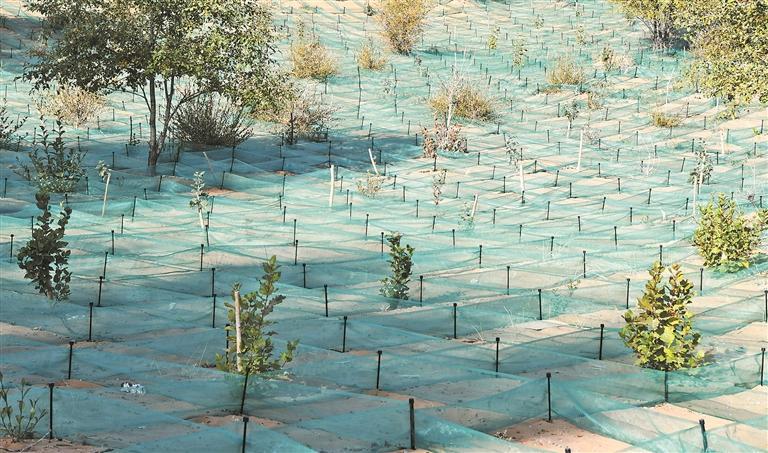 青海都蘭縣:荒漠漸成綠洲