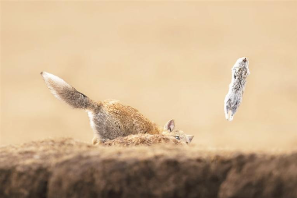 青海攝影師斬獲國際自然攝影大賽冠軍