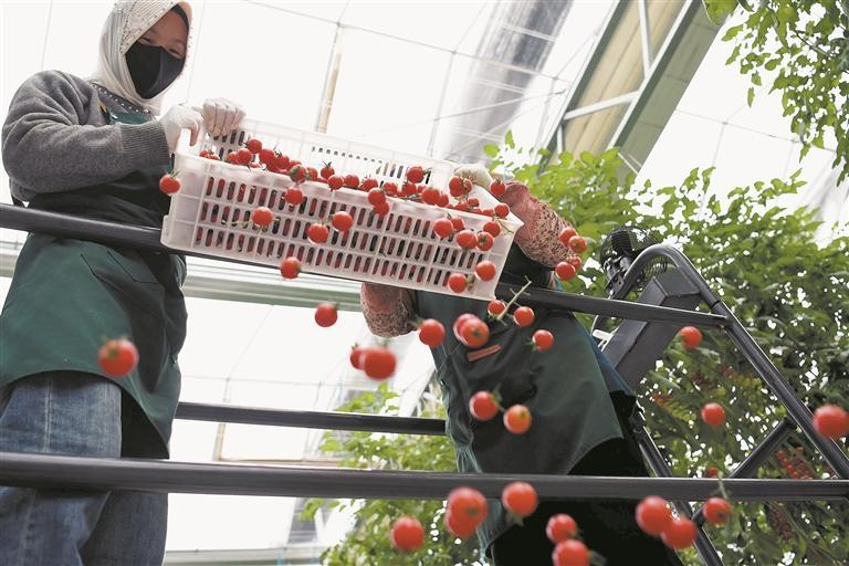 青海大通縣:科技賦能土地新生態