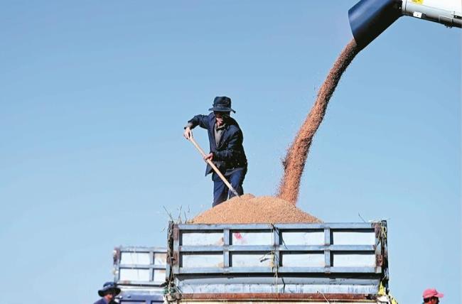 青海貴南:田野間迎豐收