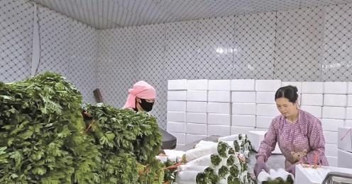 帶動近4萬人在家門口就業 青海大通“菜籃子”底氣足