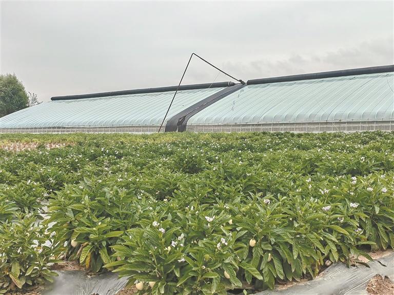 育苗基地外景。