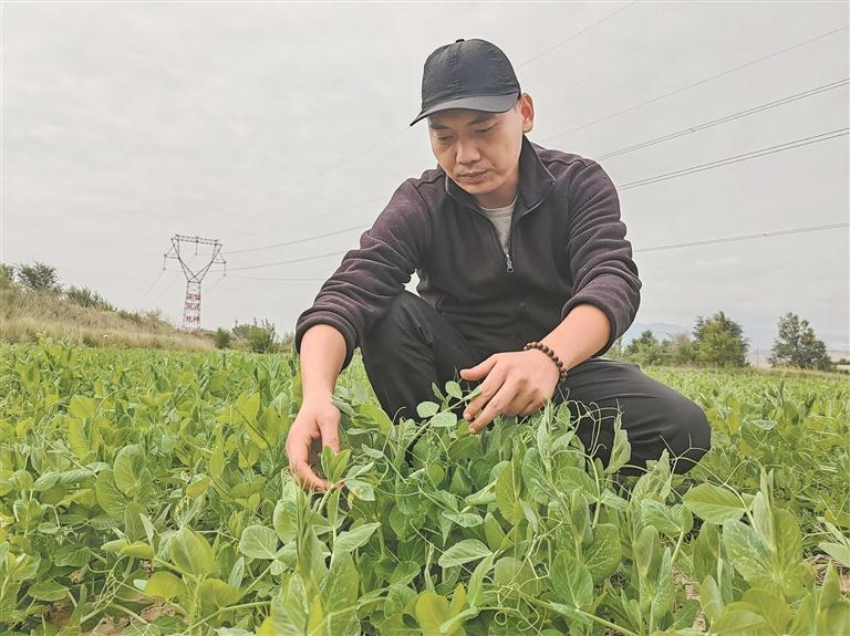 付志鵬在采摘豆苗。