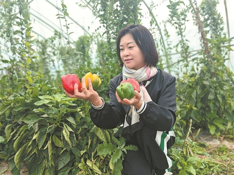 成熟的樂都彩椒。本報記者 牛玉嬌 攝