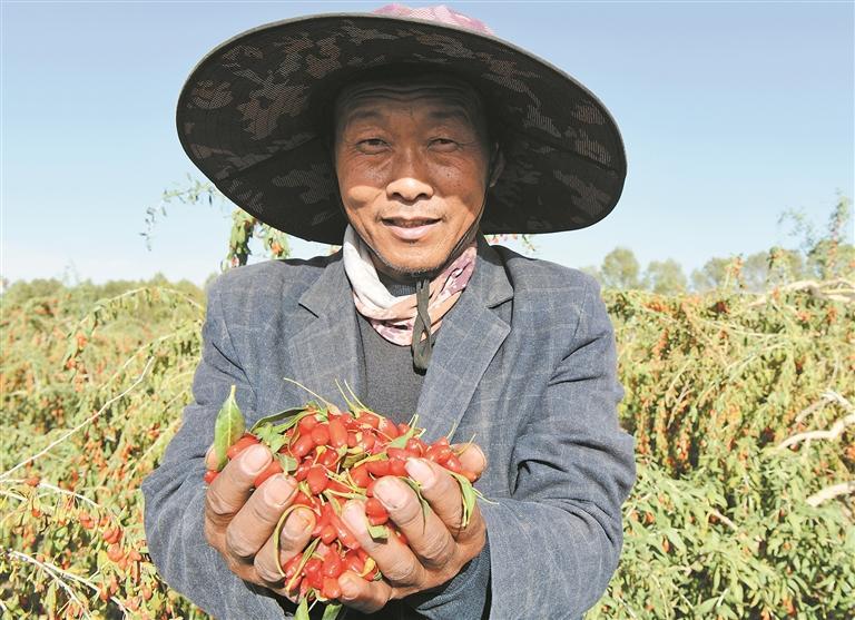 豐收的喜悅。(2025年9月24日攝于海西州都蘭縣)本報記者 李慶玲 攝