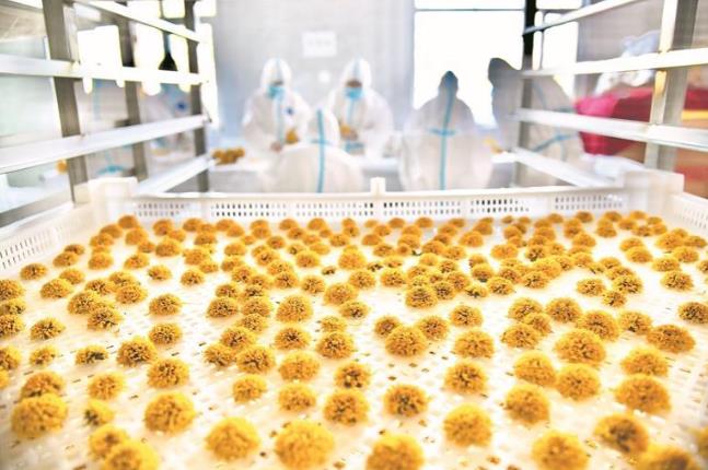 菊花搖曳處 綻放振興夢