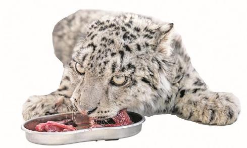 青海野生動物救護繁育中心今年救助兩只雪豹