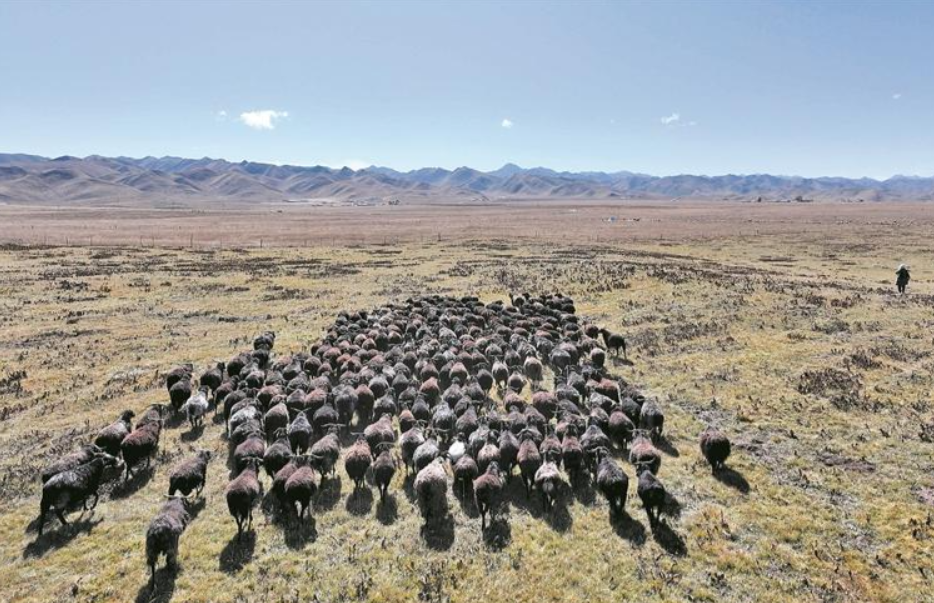 黑藏羊產(chǎn)業(yè)助力貴南鄉(xiāng)村振興