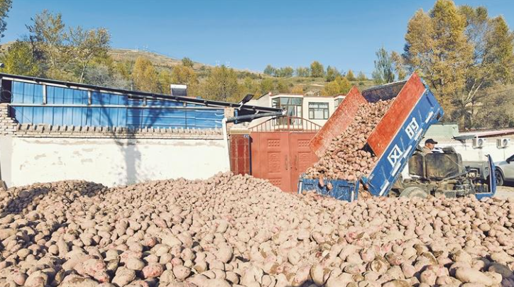 創青海新高!湟中“青薯9號”畝產量達5544公斤