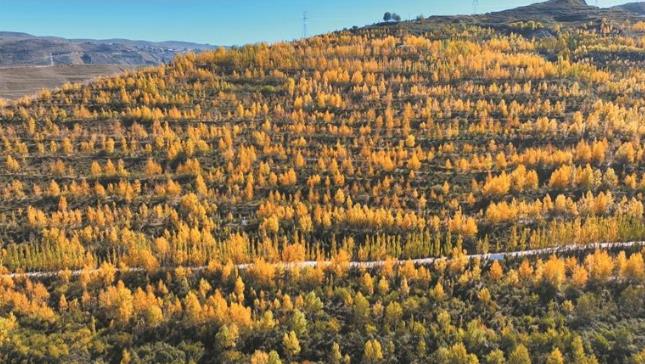 層林盡染引客來