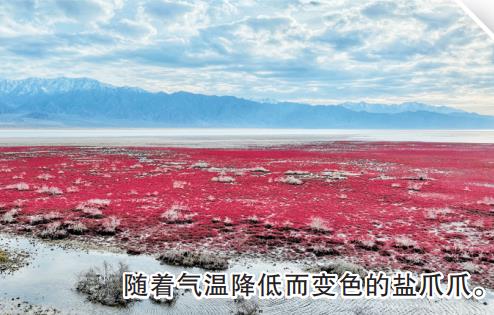 秋日觀景正當時 青海烏蘭縣:鹽爪爪染紅高原濕地